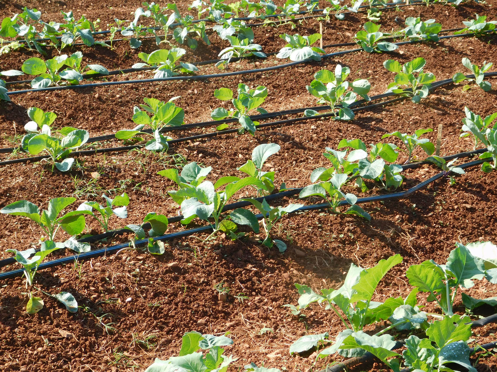 Read the full story, Growing season continues at the CCCC Student Farm